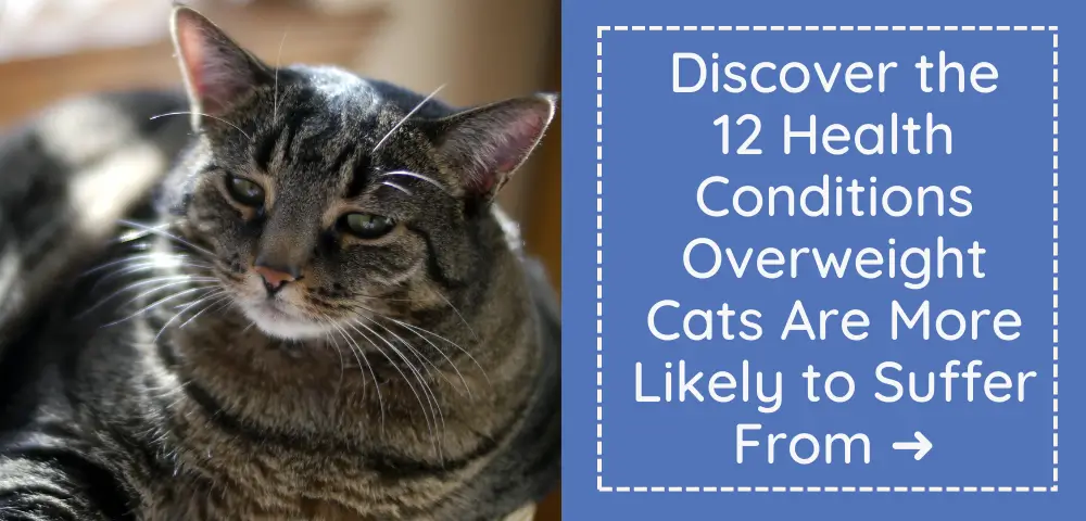 Picture of How to Help a Cat Lose Weight | Effective Weight Loss Plan